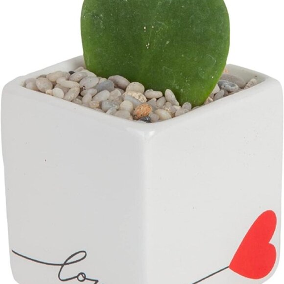 NEW Mini Succulent, Live Succulent Plant, 2-Inches Tall - Picture 3 of 9